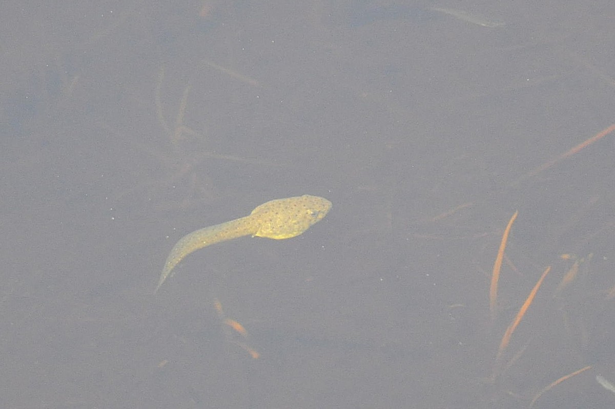 Animals - ML636717874