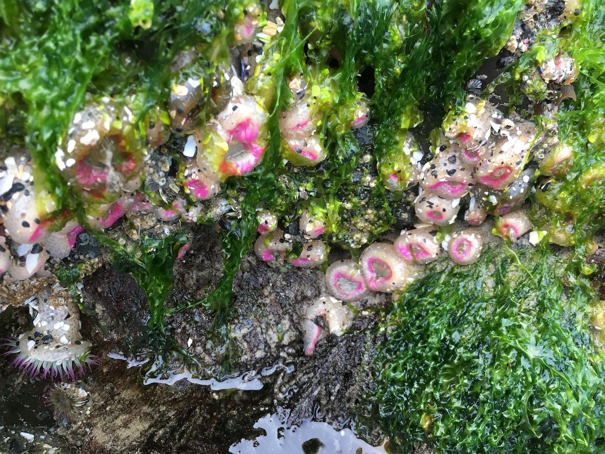 Cnidarians - ML636717910
