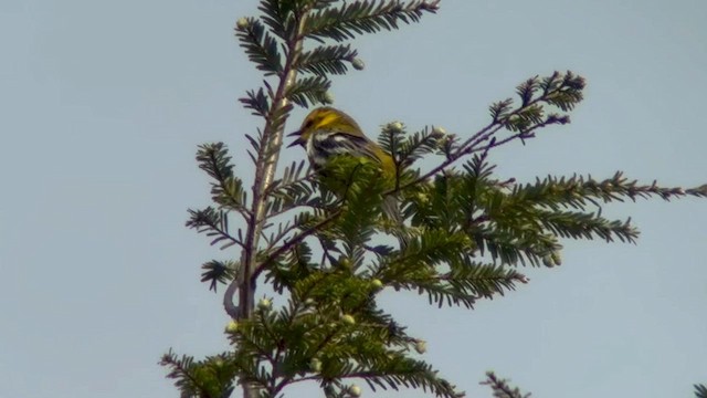 Black-throated Green Warbler - ML636717920