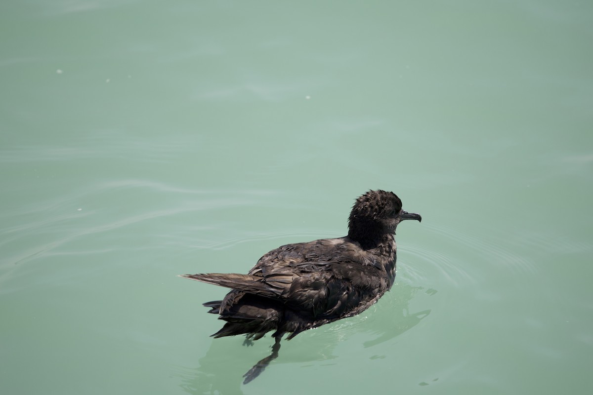 Short-tailed Shearwater - ML636718009