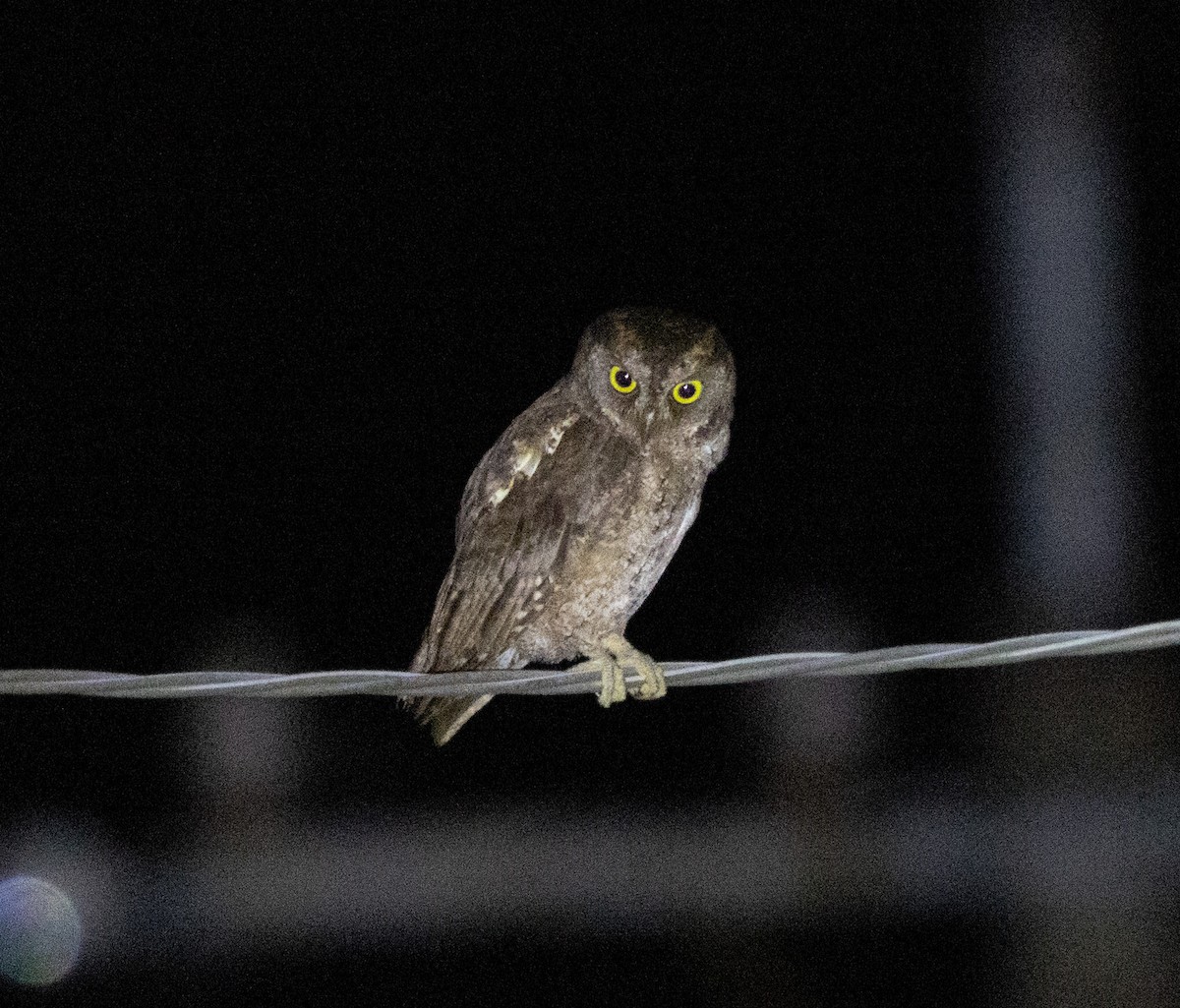Ryukyu Scops-Owl - ML636718066