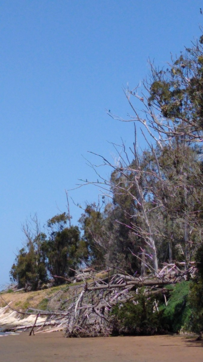 cormorant sp. - ML636718111