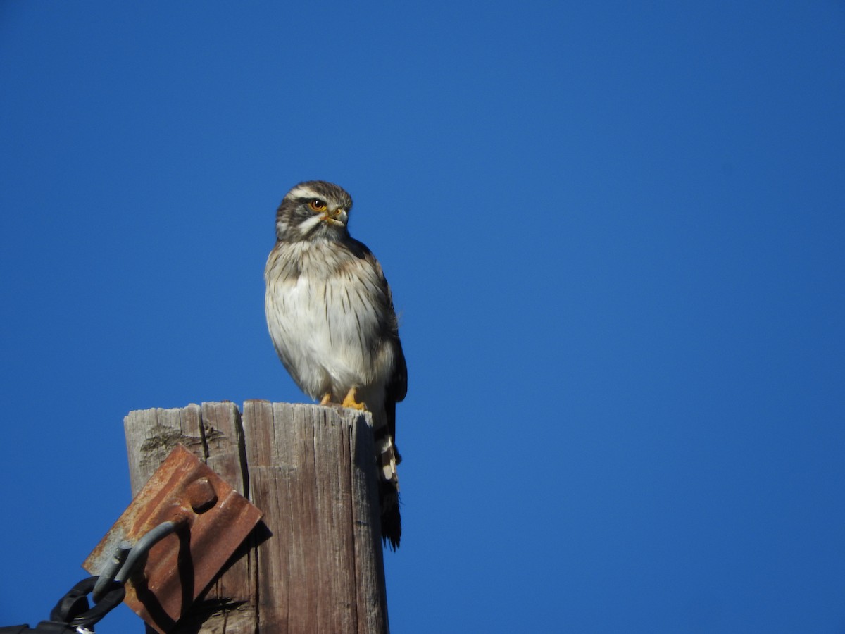 Spot-winged Falconet - ML636718209