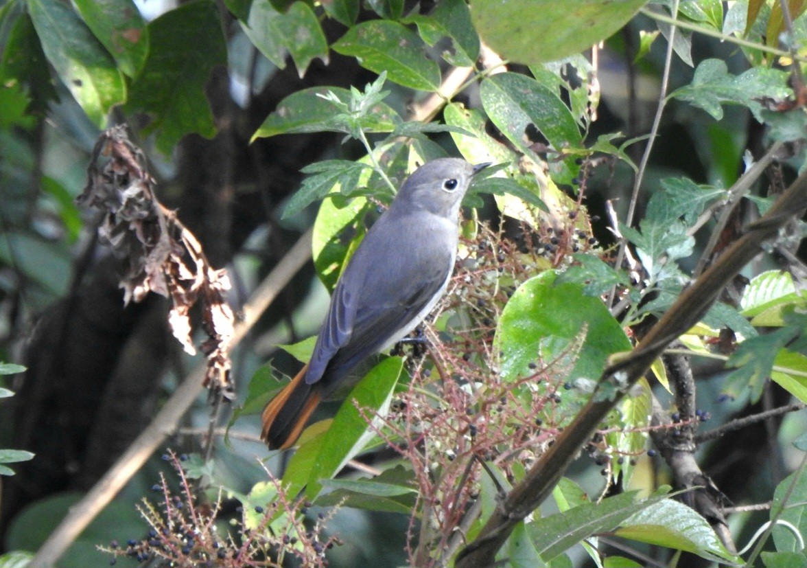 Hodgson's Redstart - ML636718284