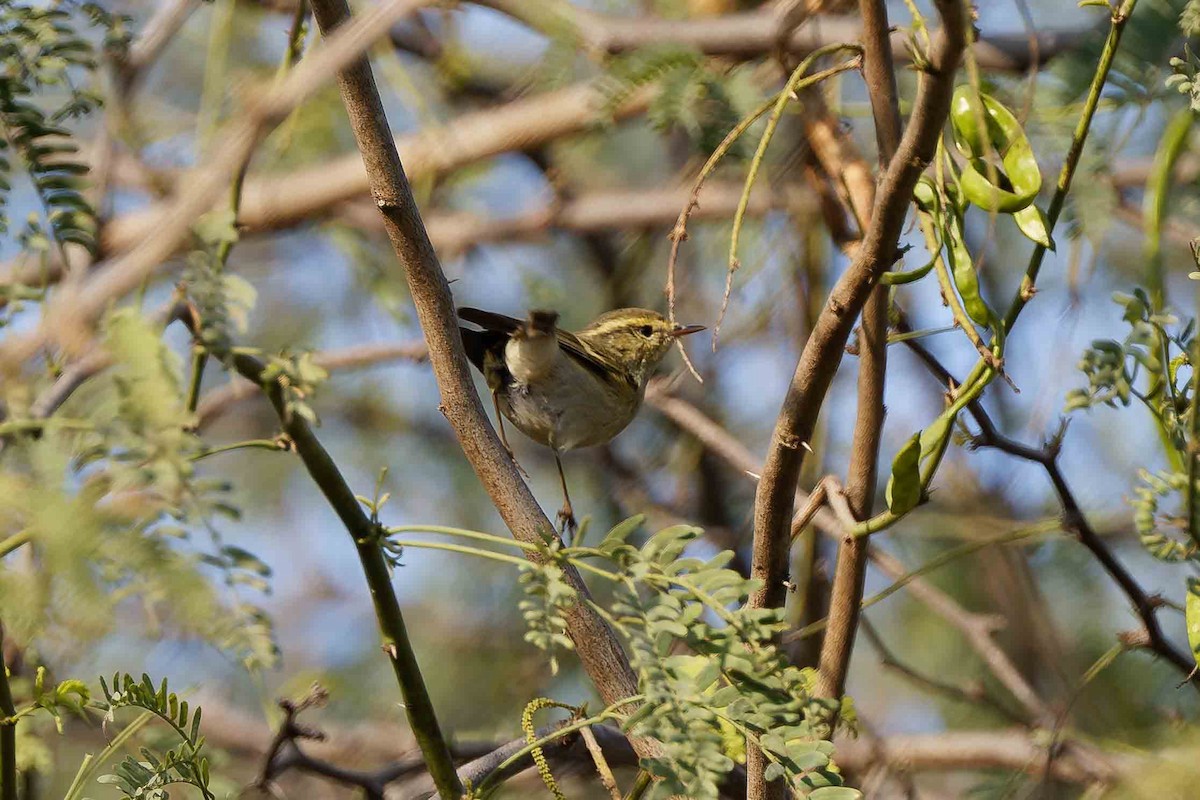 Brooks's Leaf Warbler - ML636718369