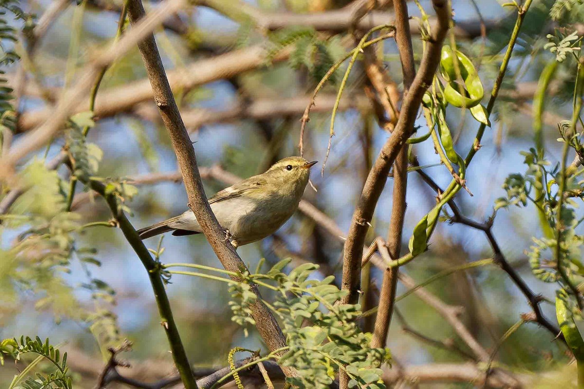 Brooks's Leaf Warbler - ML636718371