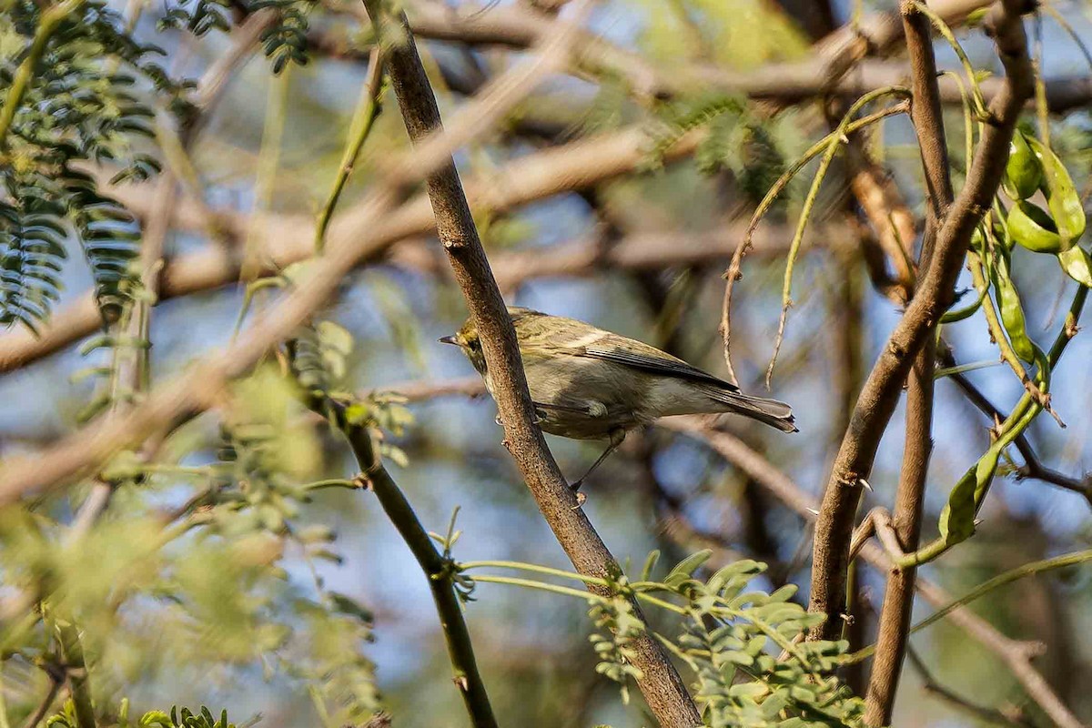 Brooks's Leaf Warbler - ML636718372