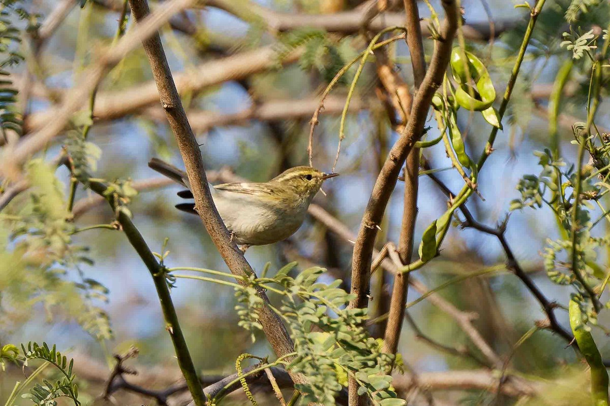 Brooks's Leaf Warbler - ML636718373