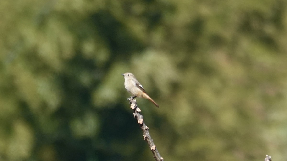 Daurian Redstart - ML636718386