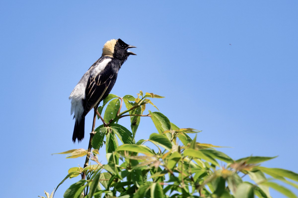 Bobolink - ML636718479
