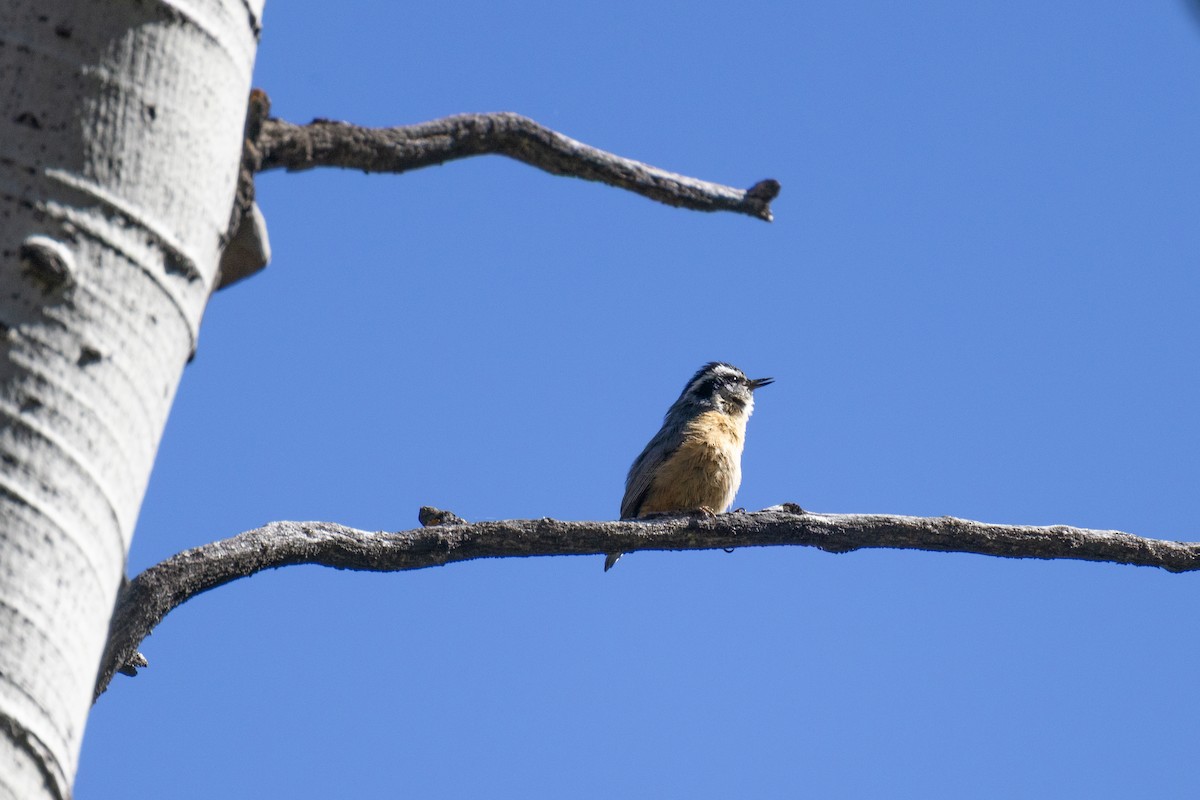 Red-breasted Nuthatch - ML636718556