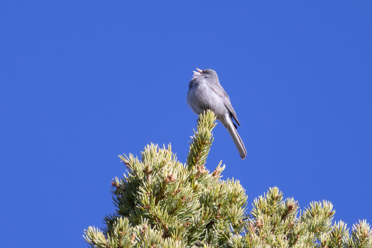 Dark-eyed Junco - ML636718563