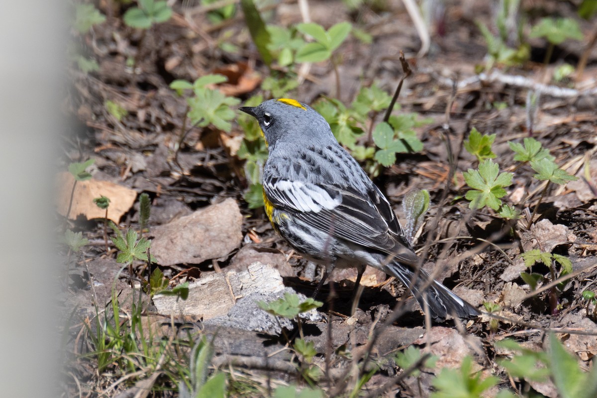 Yellow-rumped Warbler - ML636718568