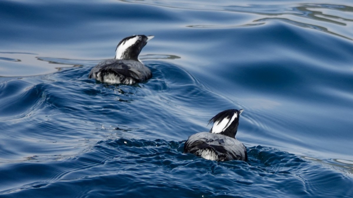 Japanese Murrelet - ML636718627