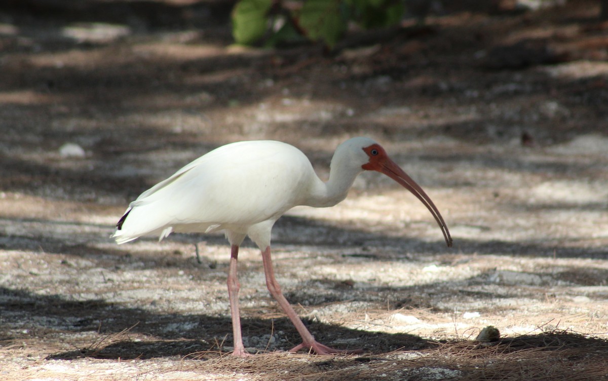White Ibis - ML636718686