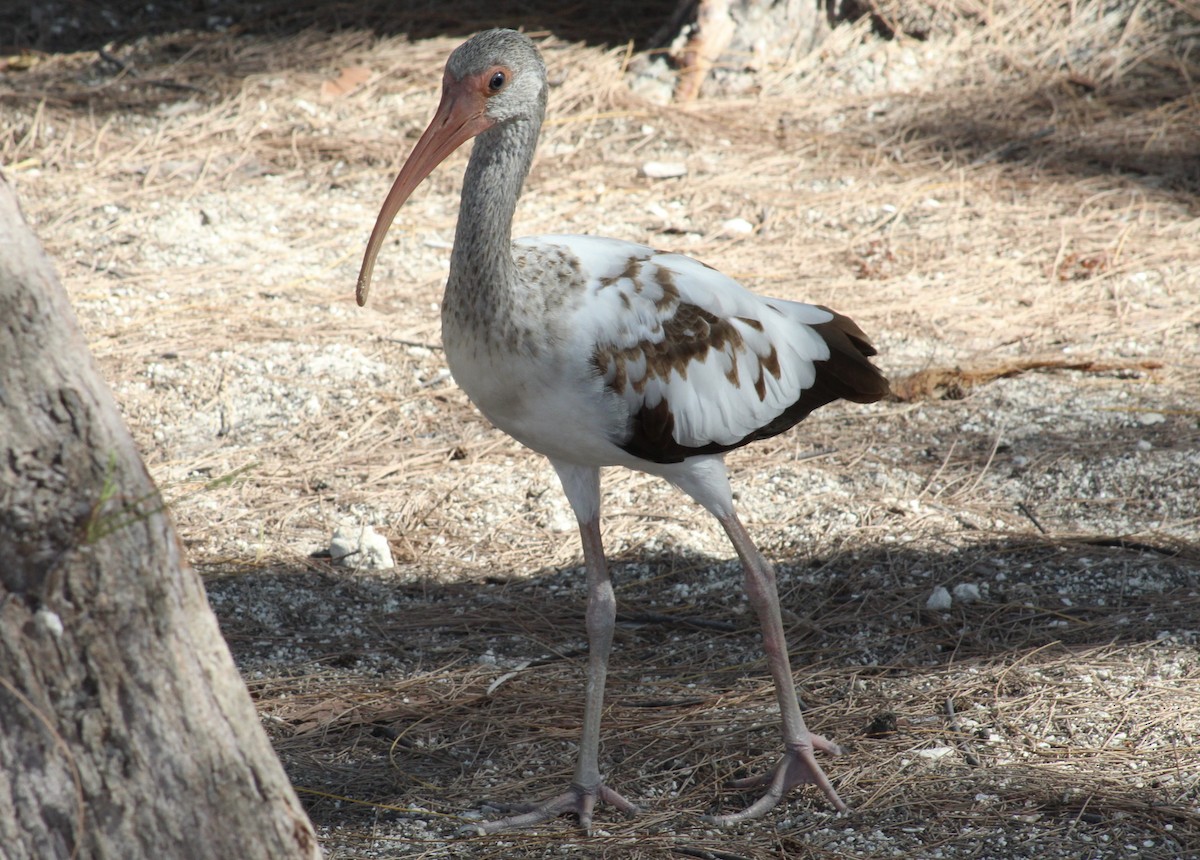 White Ibis - ML636718687
