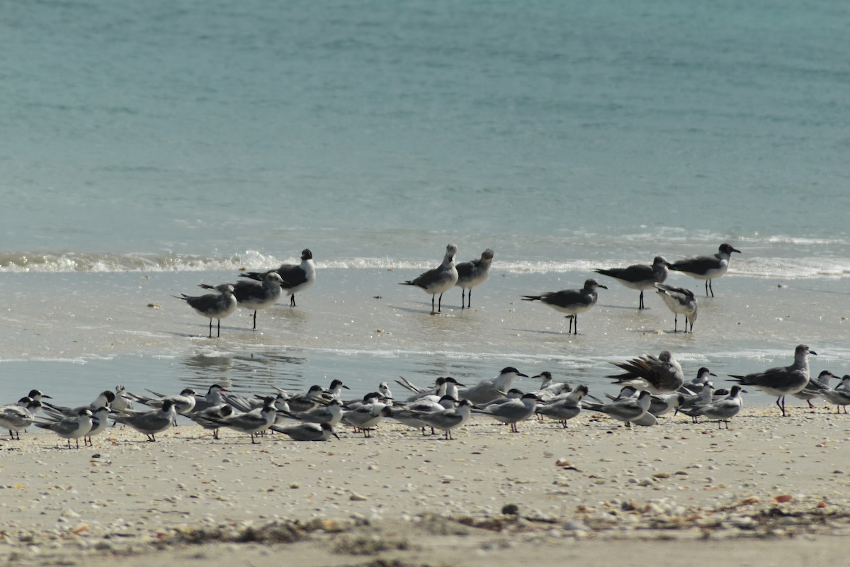 Common Tern - ML636718700