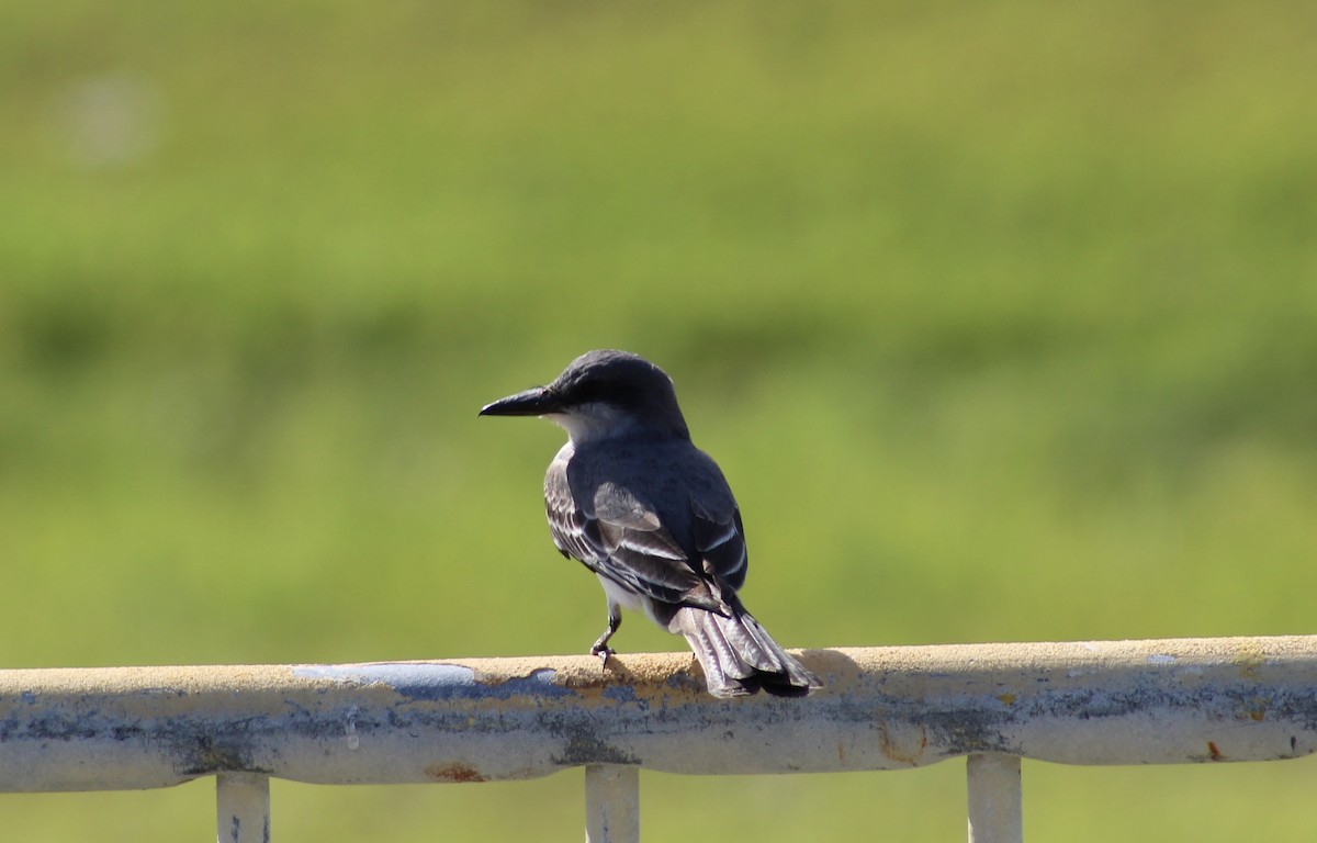 Gray Kingbird - ML636718710