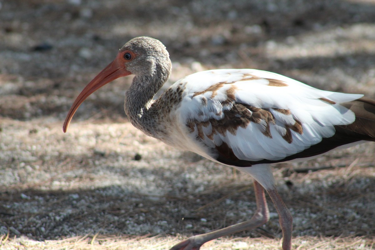 White Ibis - ML636718720