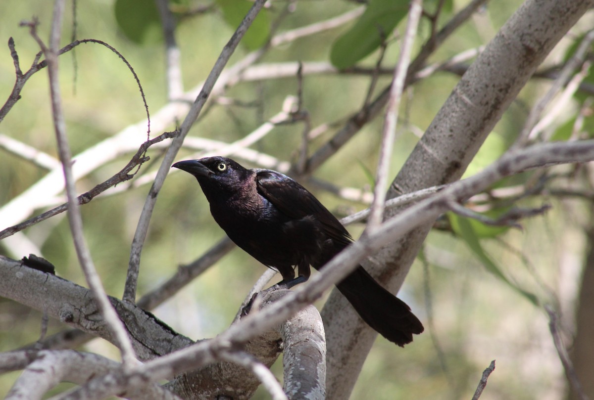 Common Grackle - ML636718732