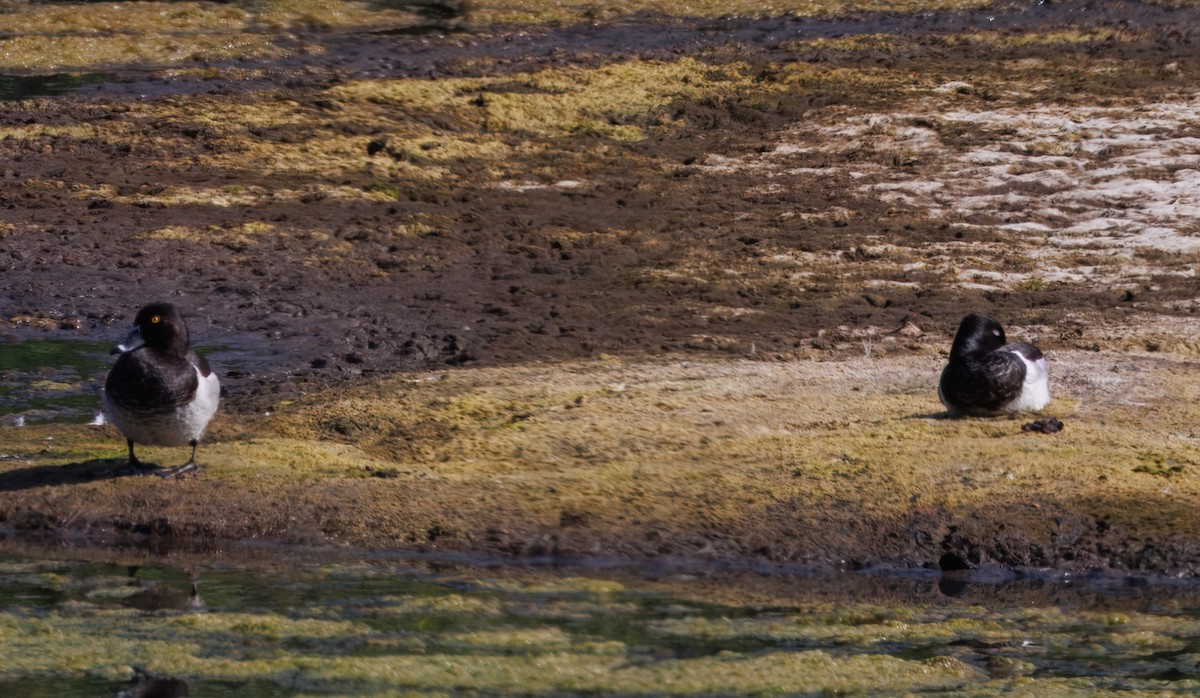 Ring-necked Duck - ML636718757