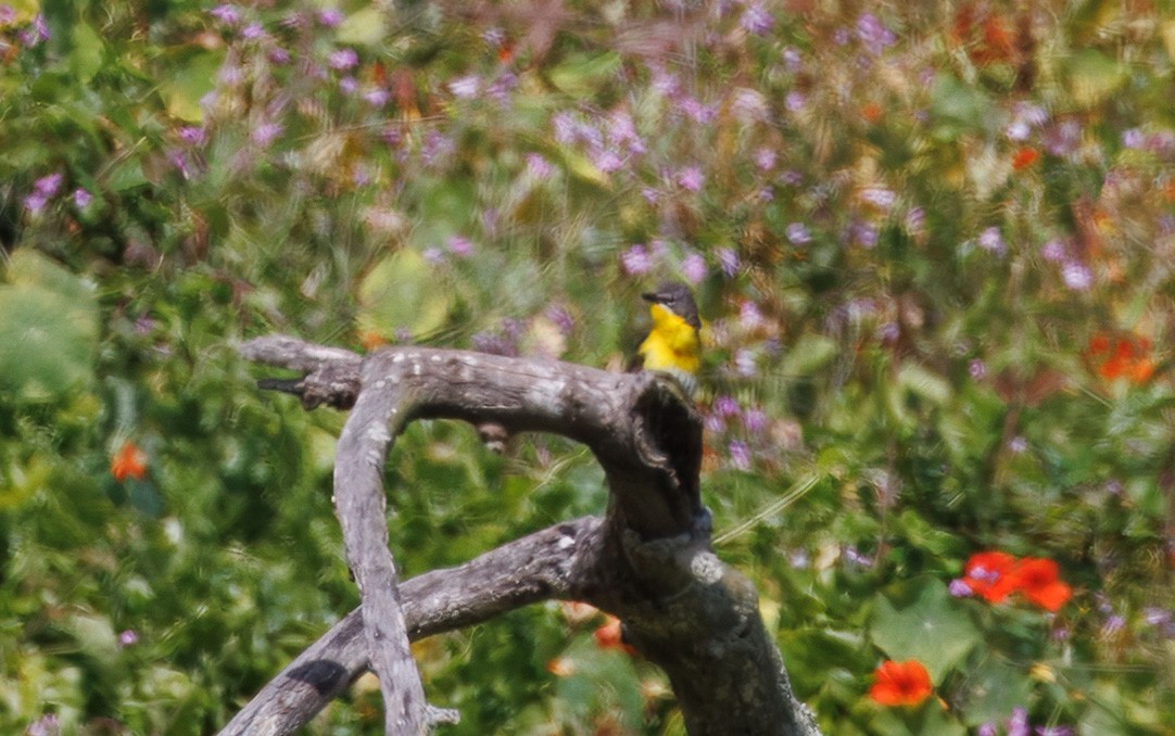 Yellow-breasted Chat - ML636718813