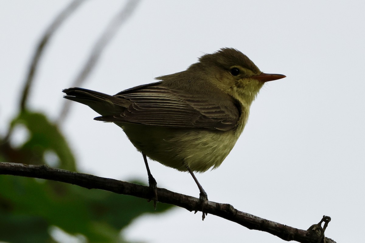 Icterine Warbler - ML636718825