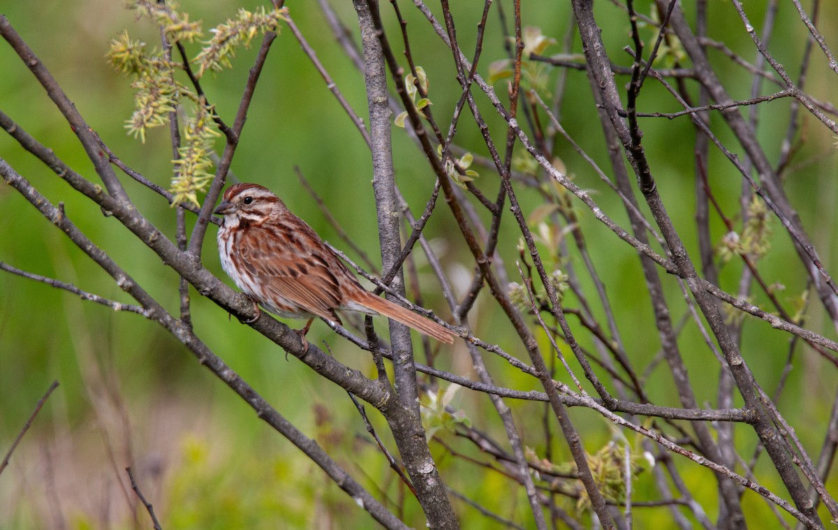 Song Sparrow - ML636718840
