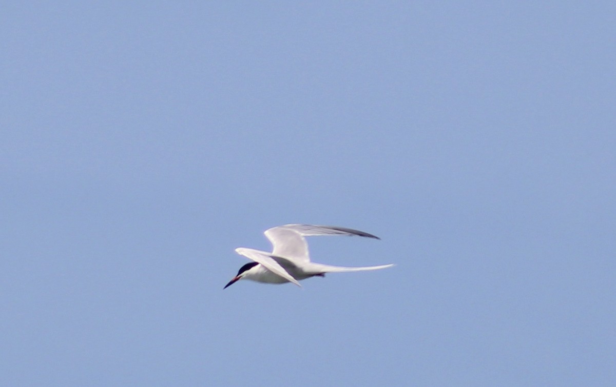Roseate Tern - ML636718854