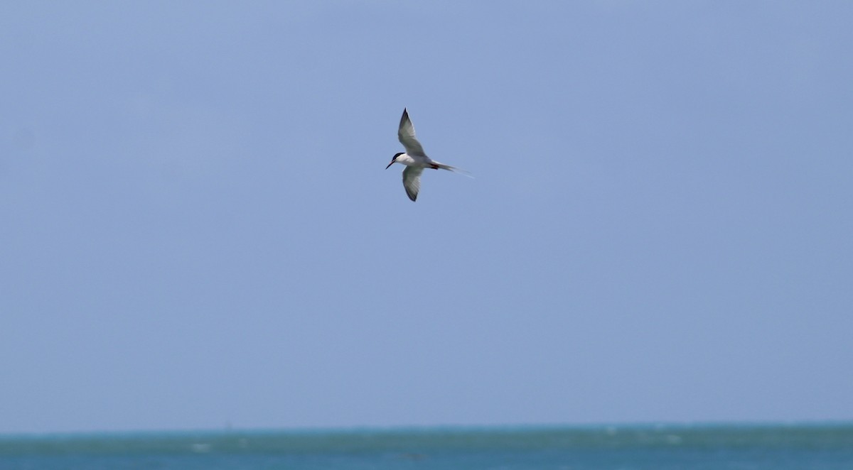 Roseate Tern - ML636718855