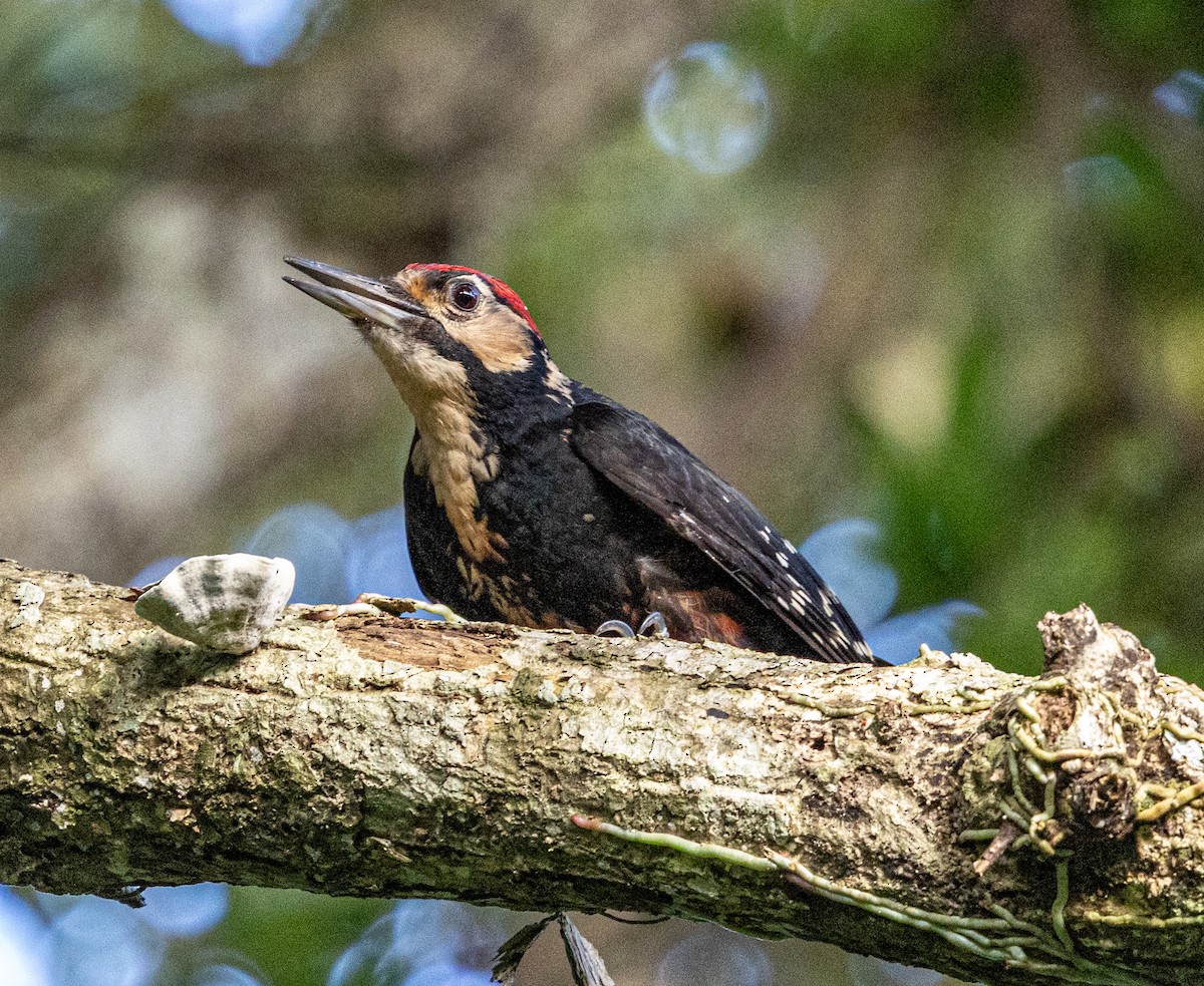 White-backed Woodpecker (Amami) - ML636718857
