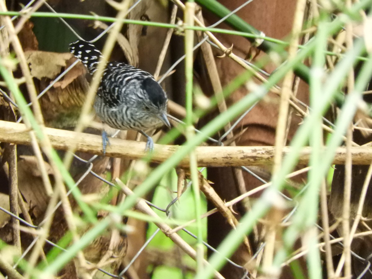 Barred Antshrike - ML636718871