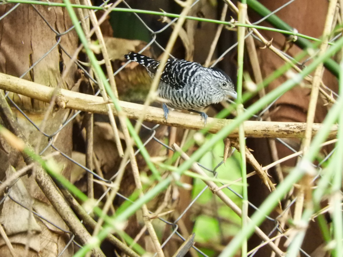 Barred Antshrike - ML636718873