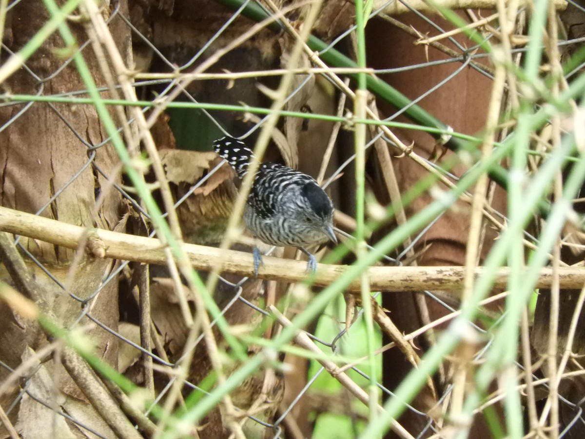 Barred Antshrike - ML636718874