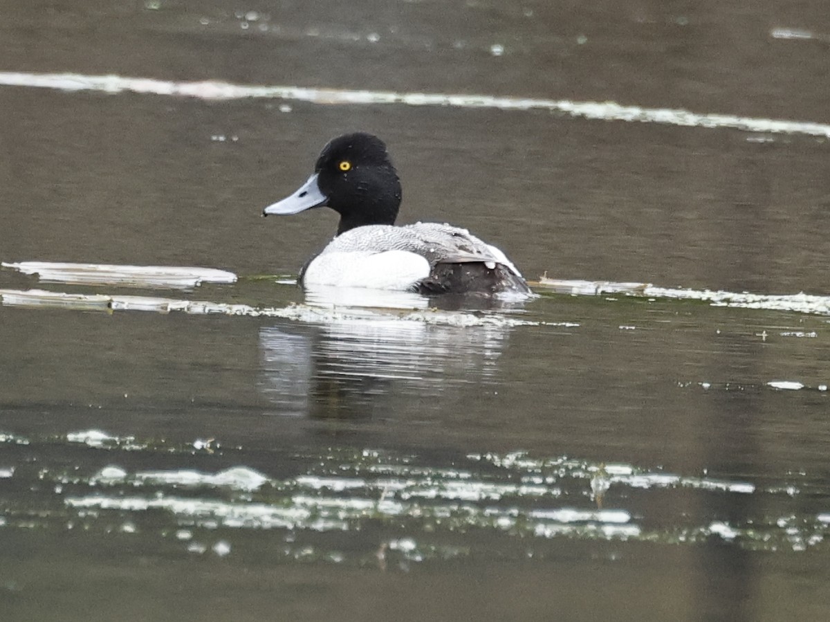 Lesser Scaup - ML636718880
