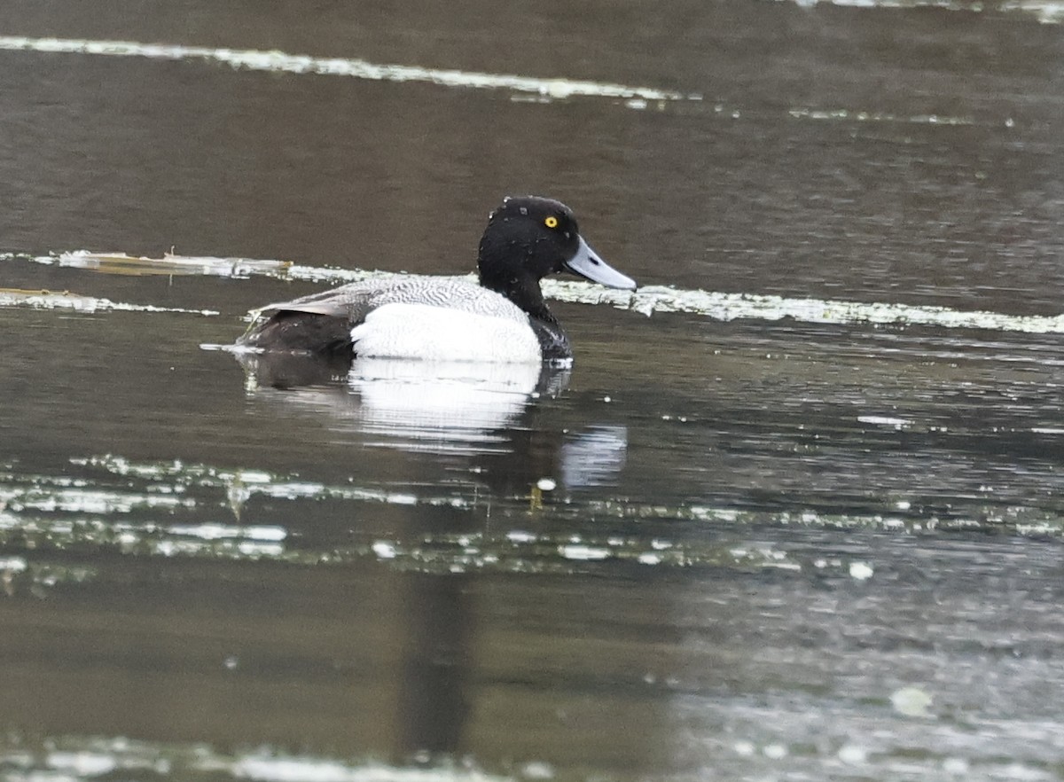 Lesser Scaup - ML636718881