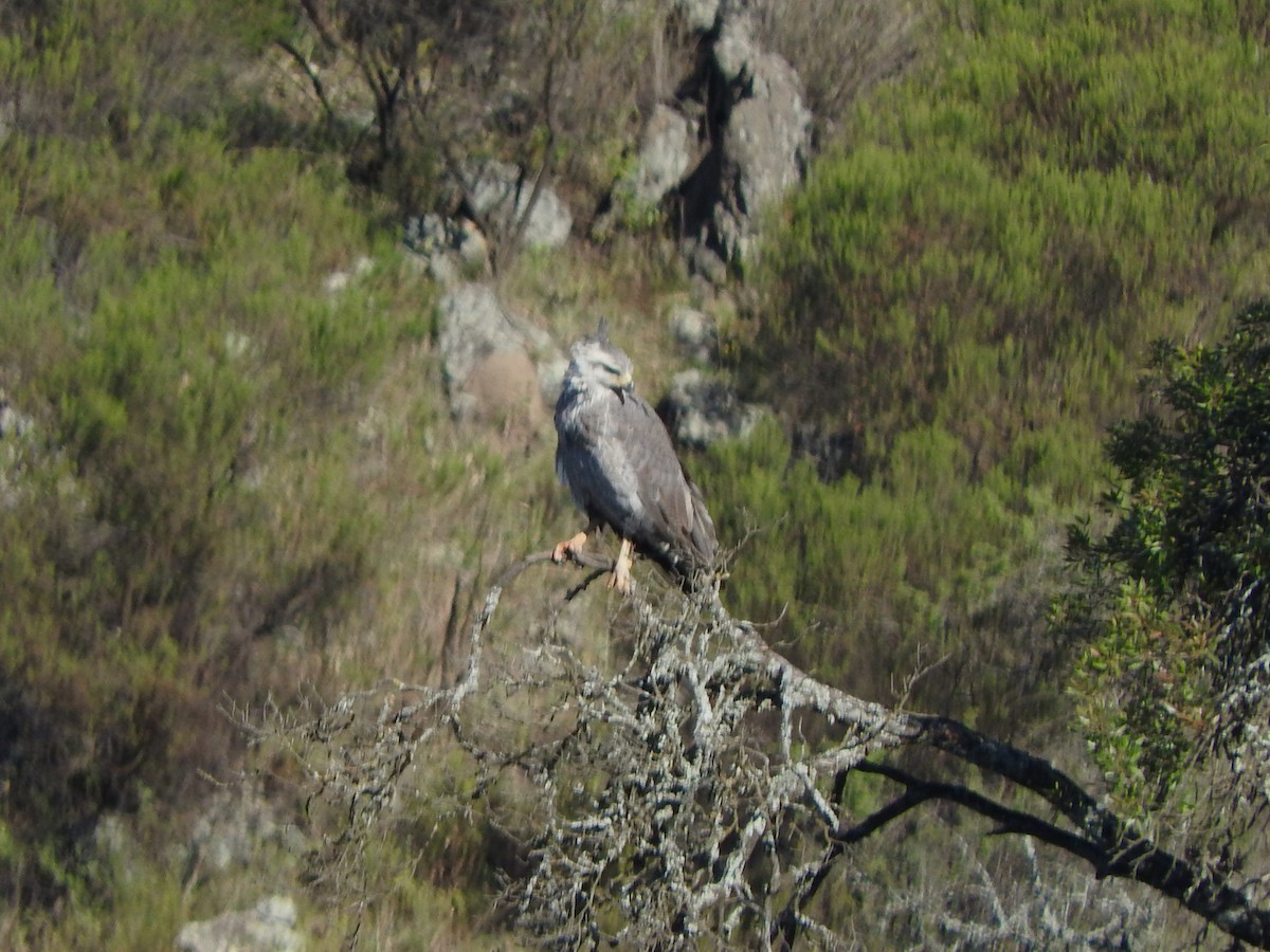Chaco Eagle - ML636718893