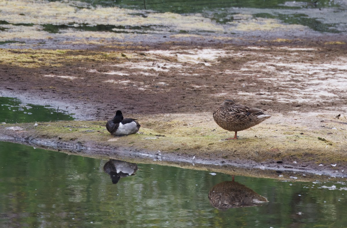 Ring-necked Duck - ML636718910