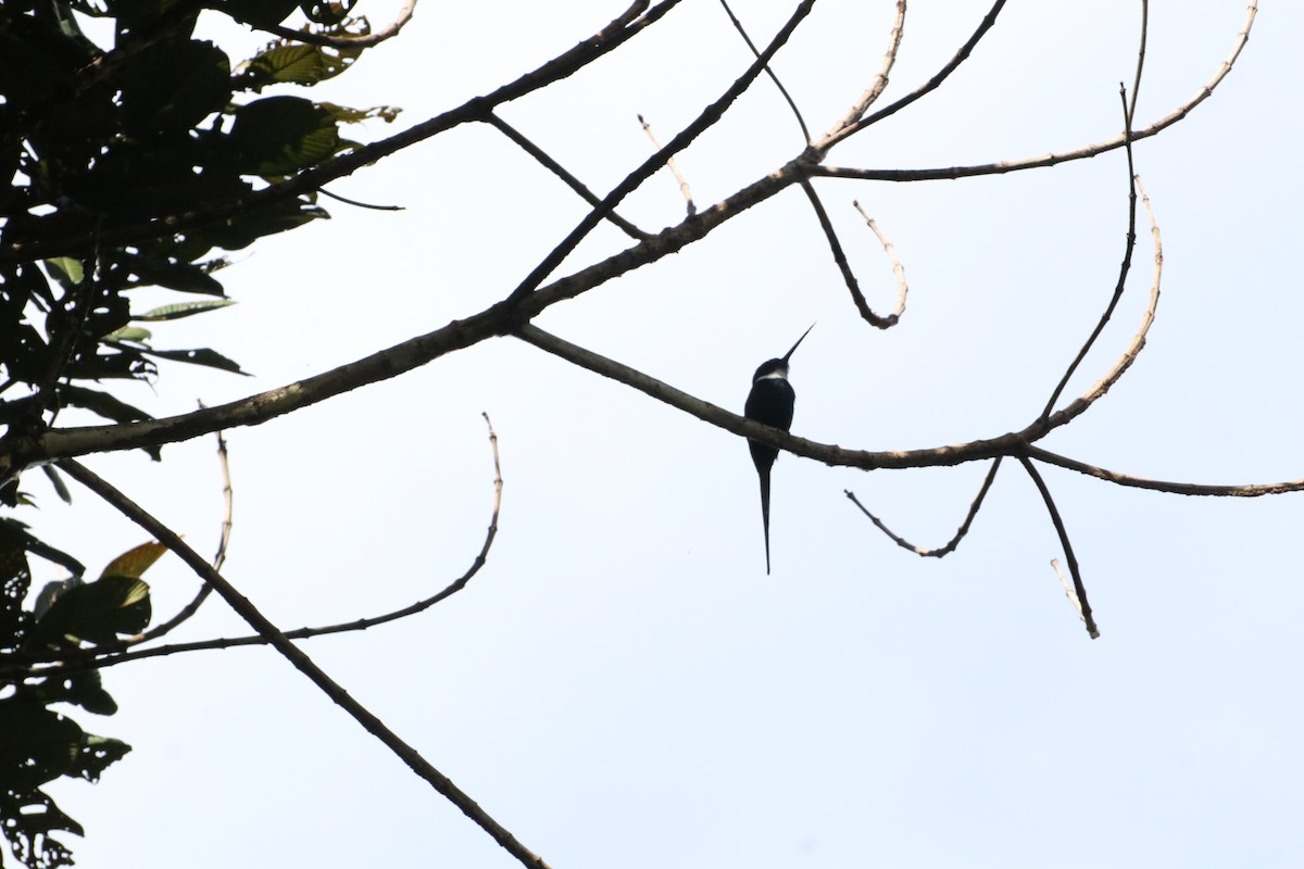 Paradise Jacamar - ML636718915