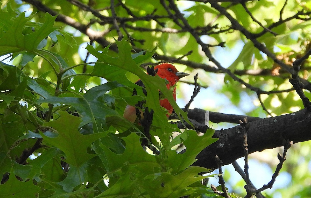 Scarlet Tanager - ML636718975