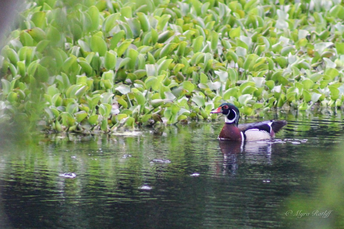 Wood Duck - ML636719038