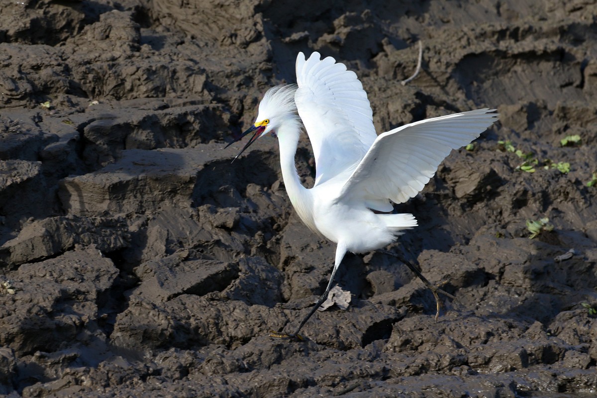Snowy Egret - Charley Hesse TROPICAL BIRDING