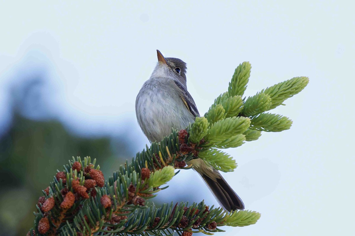 Willow Flycatcher - ML636719147