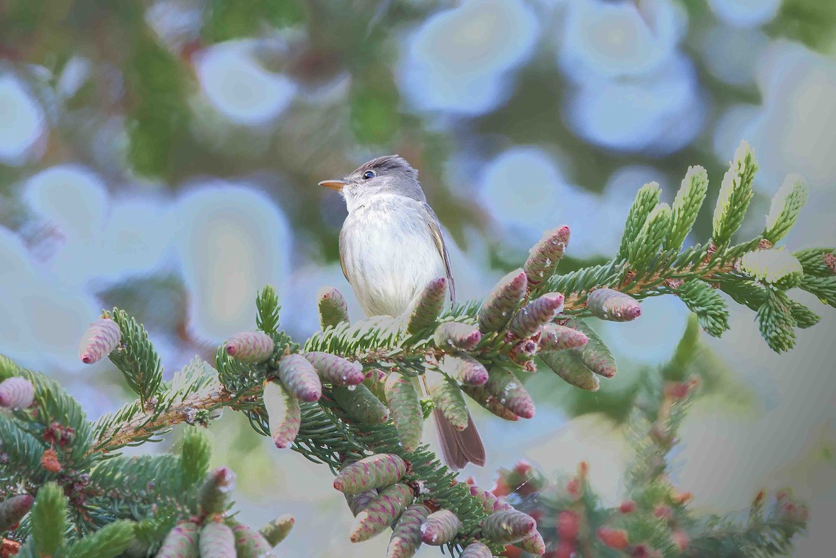 Willow Flycatcher - ML636719150