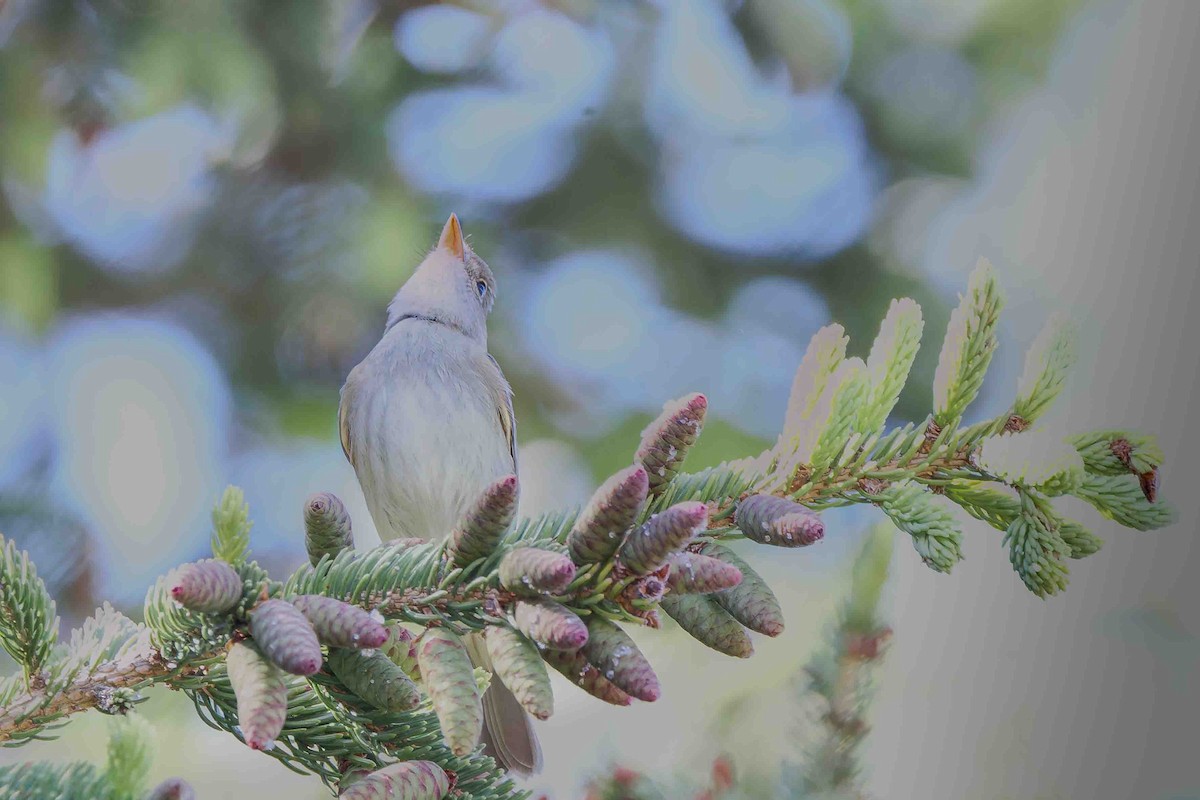 Willow Flycatcher - ML636719153