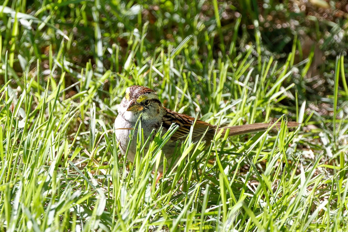 White-throated Sparrow - ML636719159