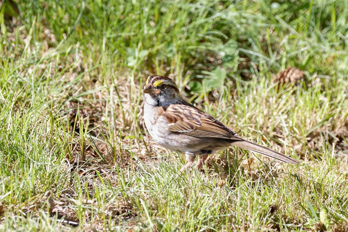 White-throated Sparrow - ML636719163