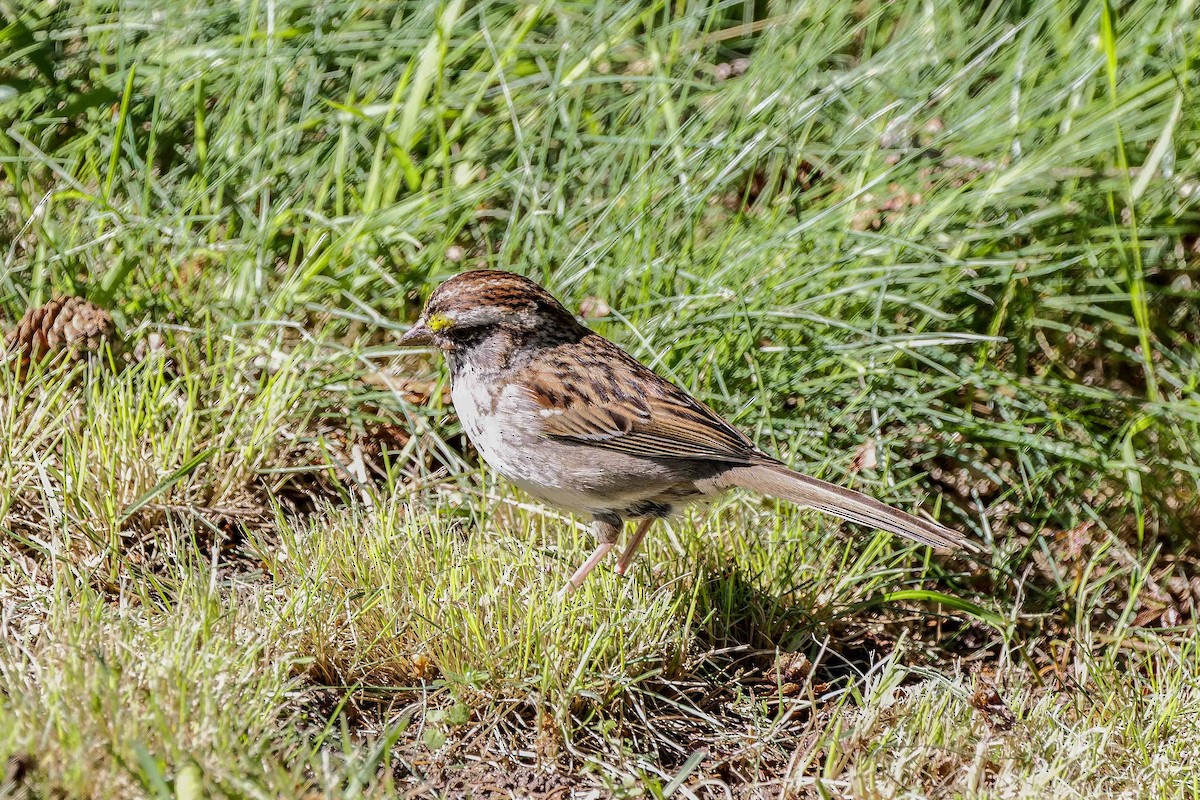 White-throated Sparrow - ML636719164