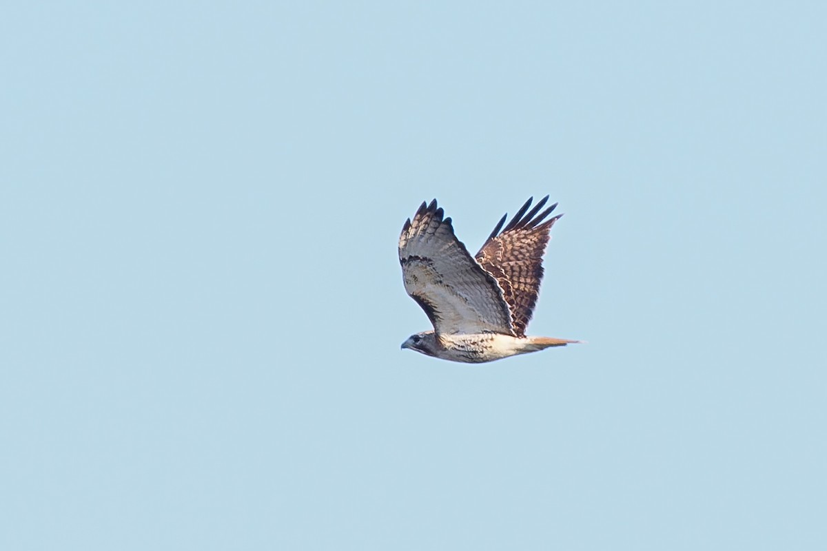 Red-tailed Hawk - ML636719169