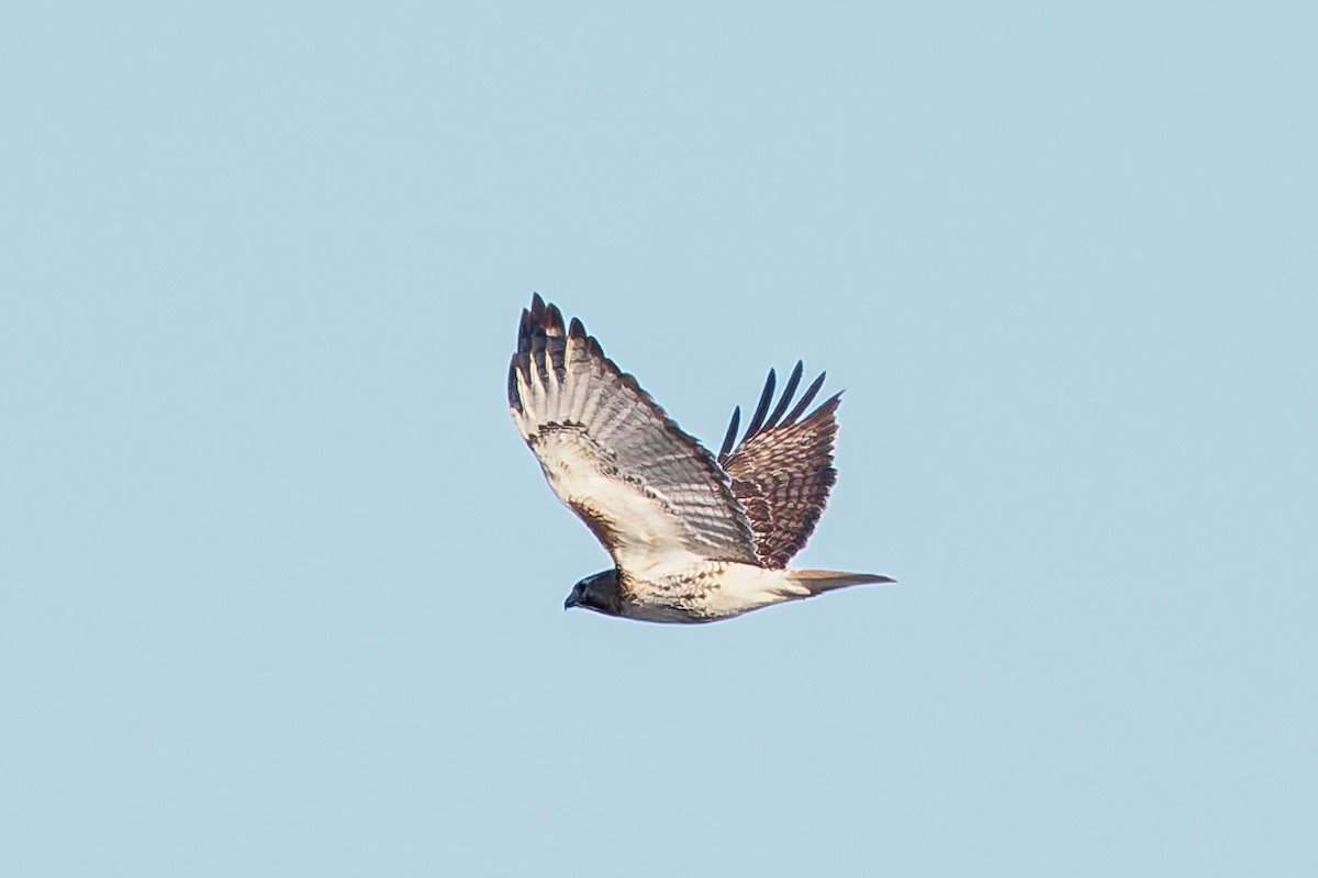 Red-tailed Hawk - ML636719170